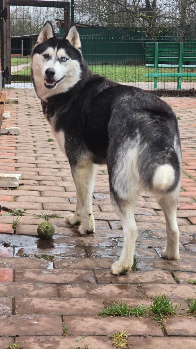 Ищем дом и ответственных хозяев для милой и активной Лилу