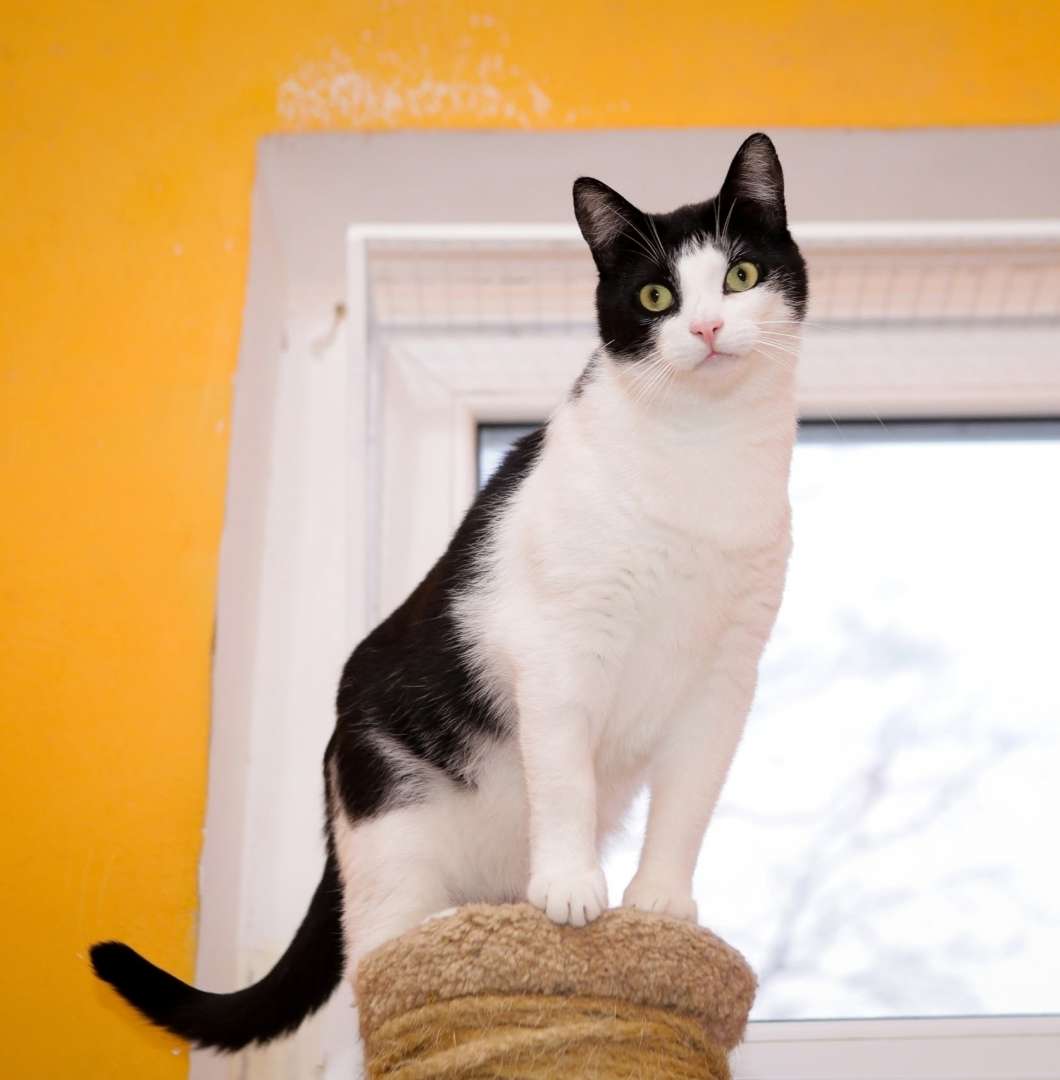 Санкт-Петербург Кот Бублик ищет Дом! Добрейшей души котофей!!! Бублик- кот с