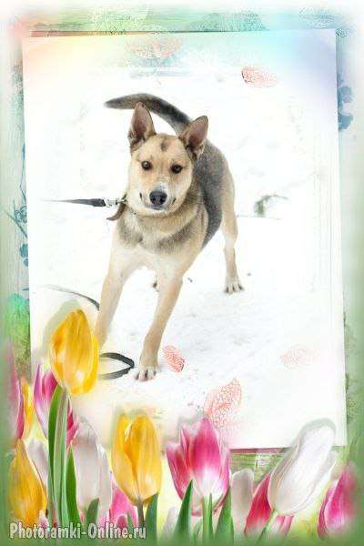 Спортсменка и просто красавица Пышка Ураган неугомонной энергии