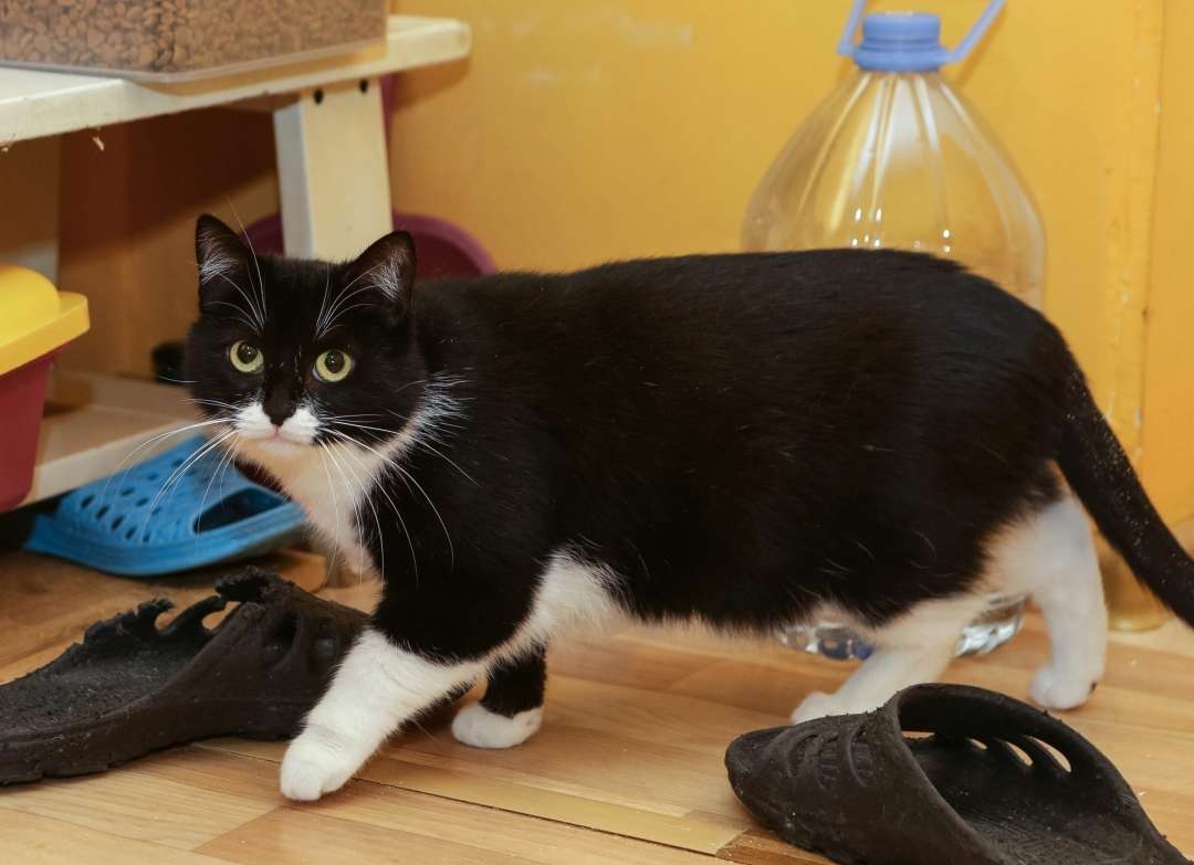 Санкт-Петербург Ищет Дом милая пухляшка с внешностью сосредоточенного хомяка и