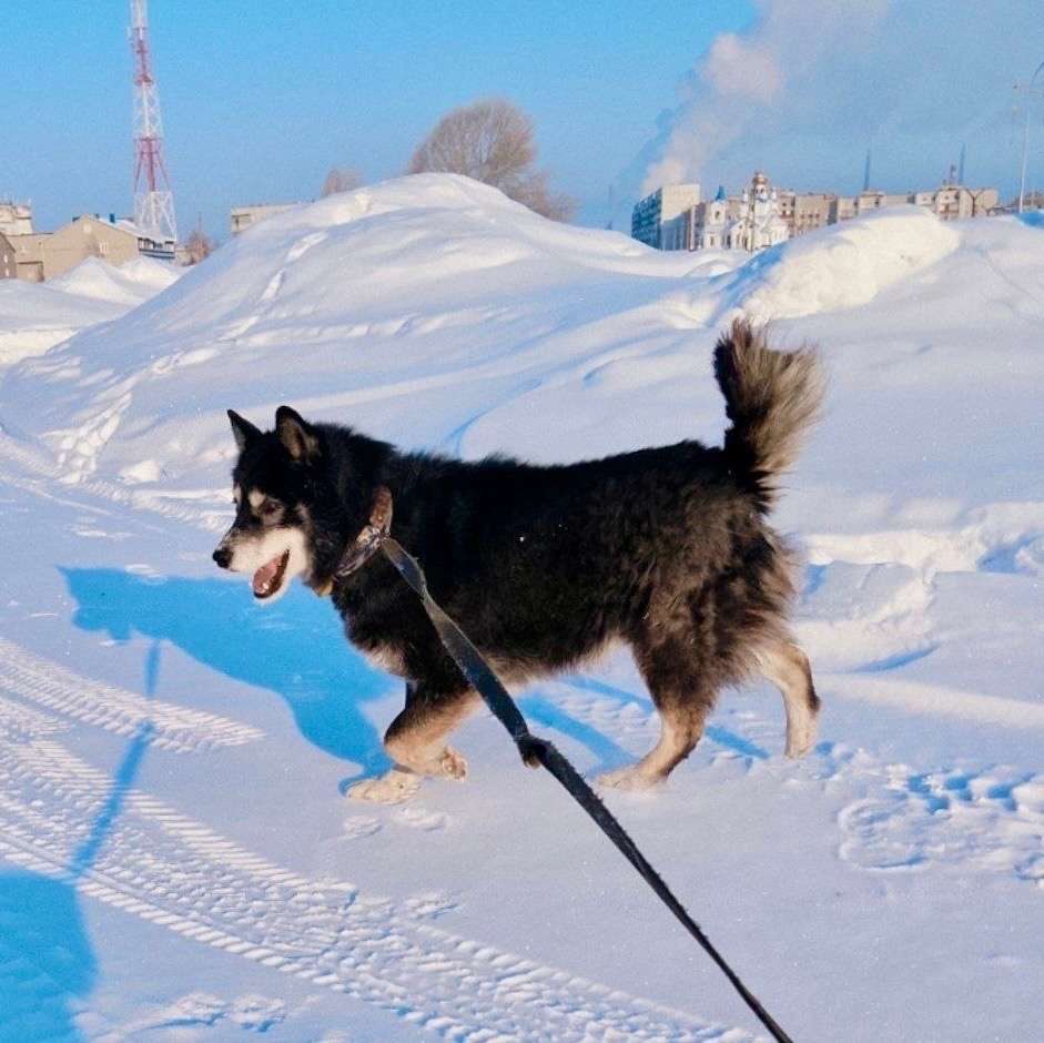 Милейший пес-компаньон Балто ищет дом очень срочный пристрой