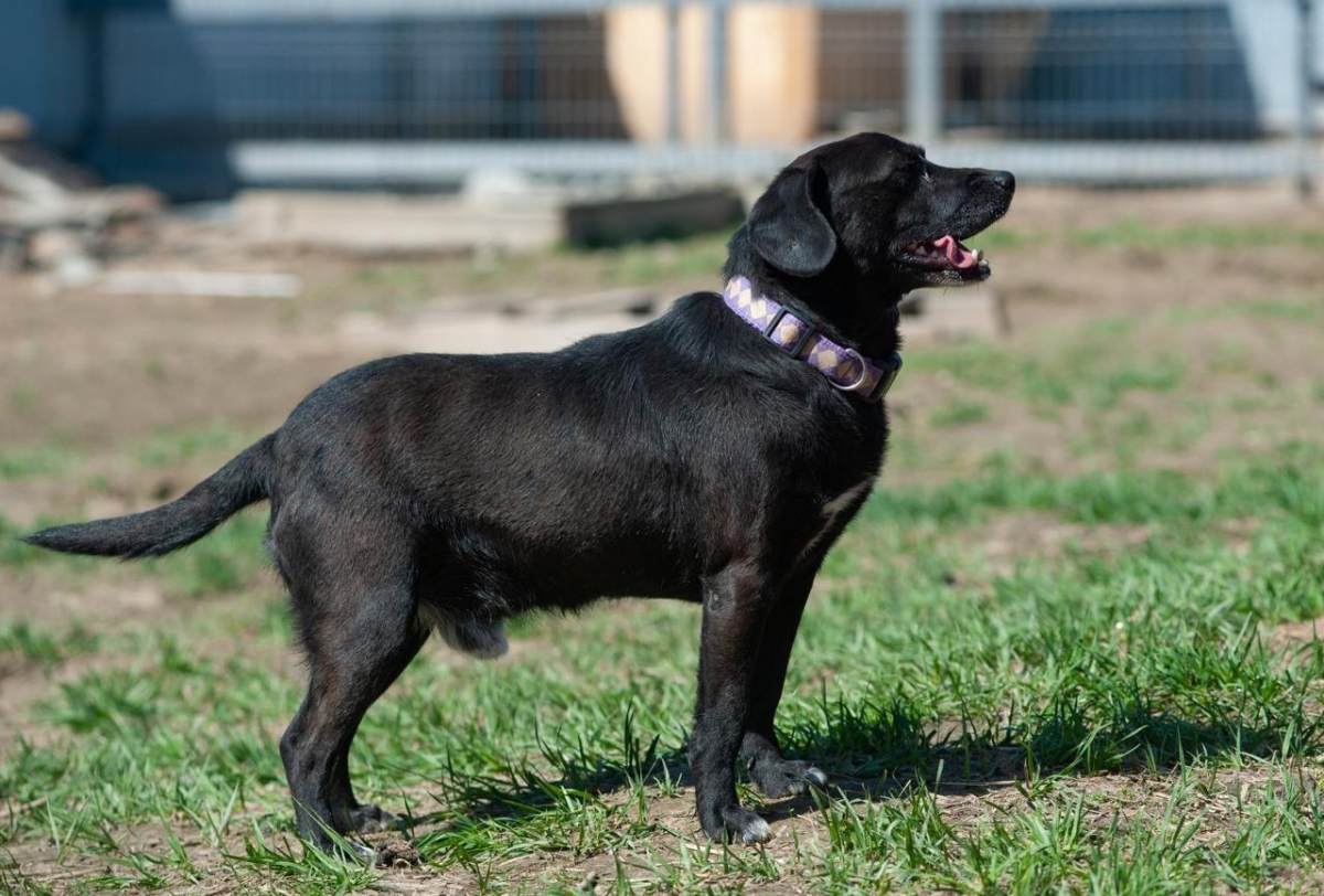 Кому микро-лабрадор Толик небольшой пес очень компактного размера