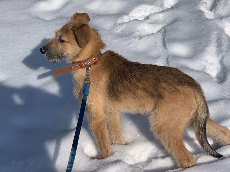 Совсем замёрзший маленький и худенький щенок был подобран в новогодние праздники на трассе