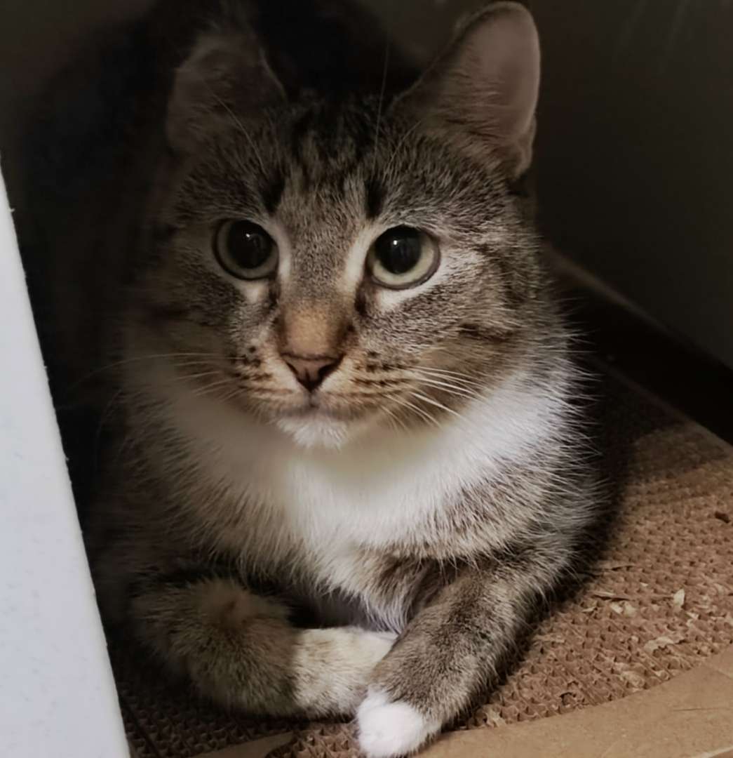 Санкт-Петербург, Ленинградская область ищет дом чудесная трёхцветная