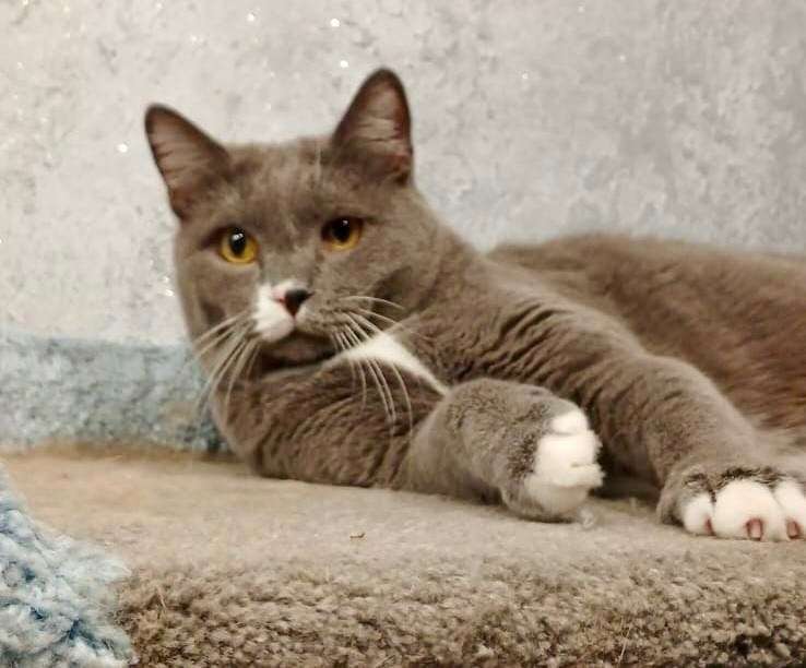 Очаровательный и элегантный плюшевый пацан ждет хозяев очень красивый юный