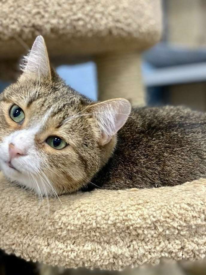 Ласковый и нежный СМУРФИК готов поделиться секретом счастливой и веселой жизни