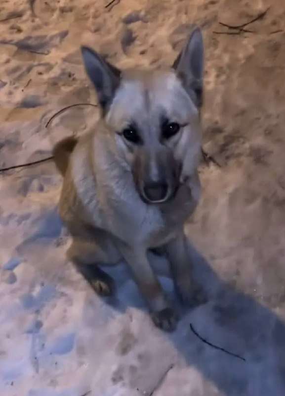 Ищем дом очень ласковой девочке  была найдена в морозы