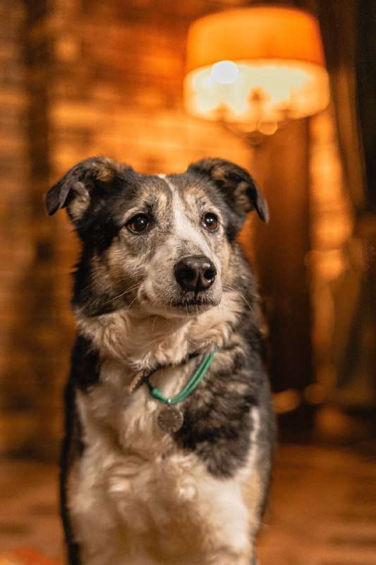 Розочка спокойная сила и чувство такта та самая собака рядом с которой не нужно всё время что-то доказывать