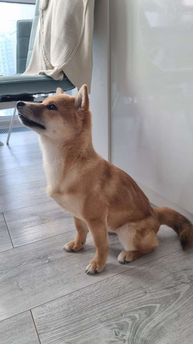 Собака Сиба-Ину пропала в Раменский район дер Владимировка Награда: 40 000 руб