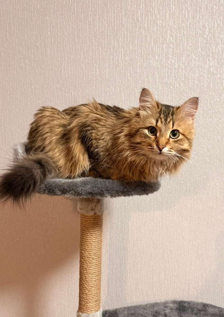 Отдам кота в добрые руки Котик молодой возраст около 1 года здоровый ласковый