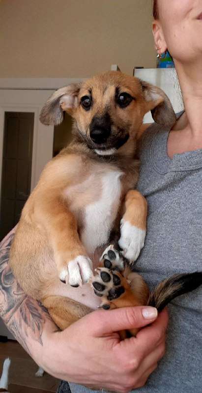 Василиса Вася очень умная проницательная девочка вес: 3 6 кг возраст: 4 месяца