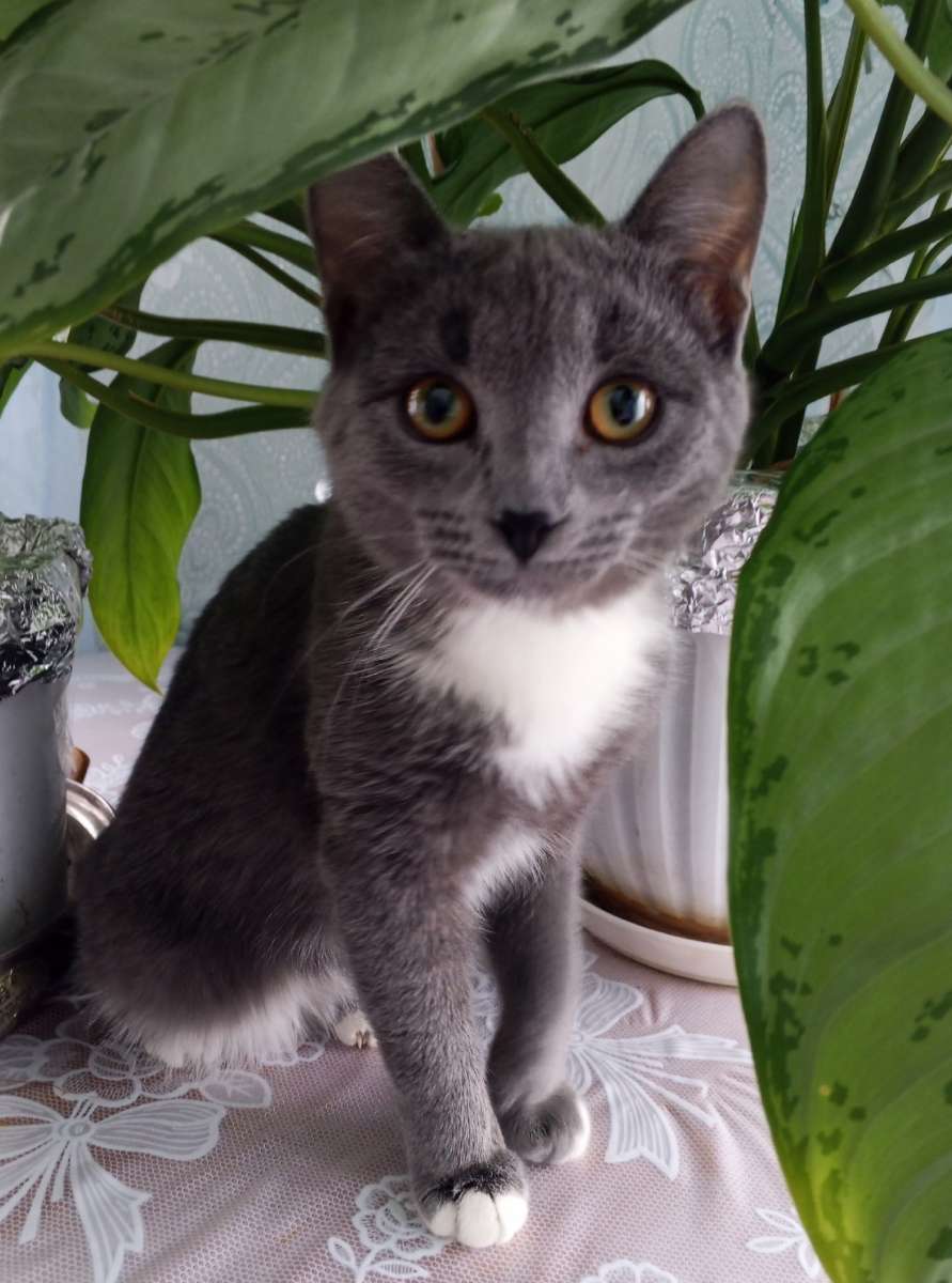 Пропал кот в районе ул.Гора Маяк Промышленный район если кто видел или нашёл позвоните