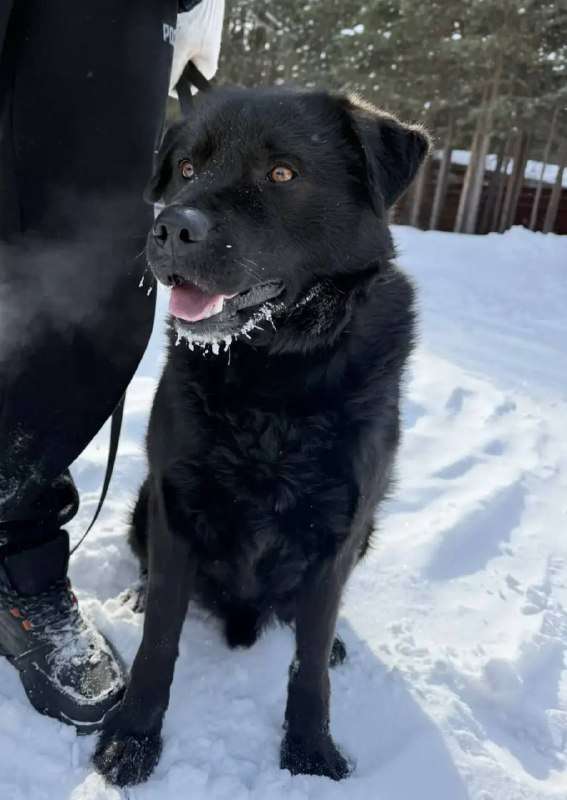 Ищет дом Пегас Хороший мальчик Будет Если именно: Вы займётесь его воспитанием