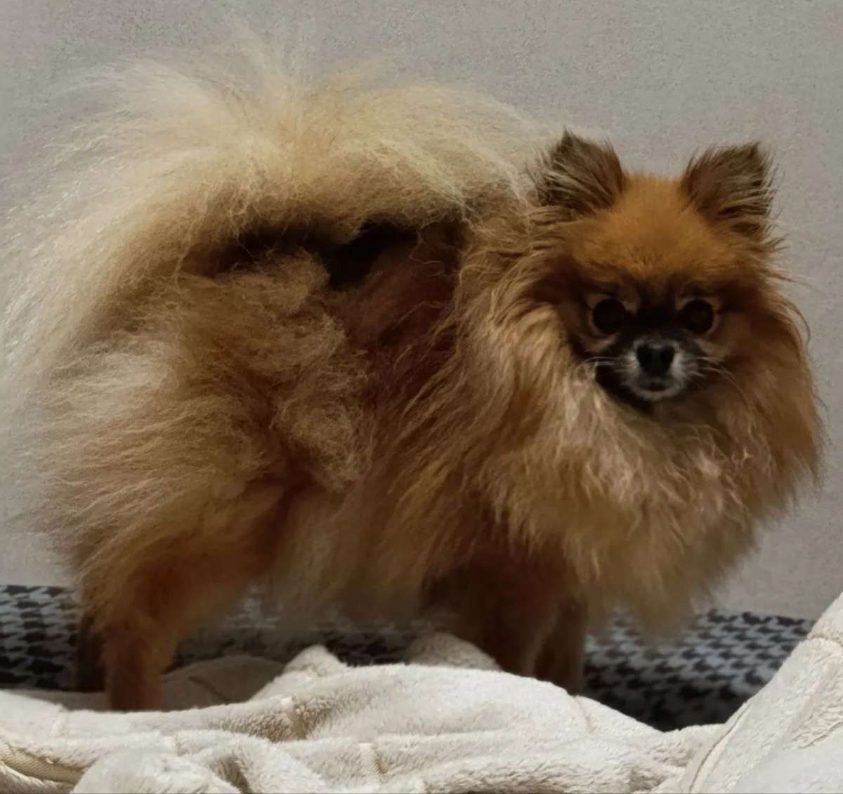 Пропала собака породы шпиц 25 февраля вечером в районе Ростошей Собаку зовут