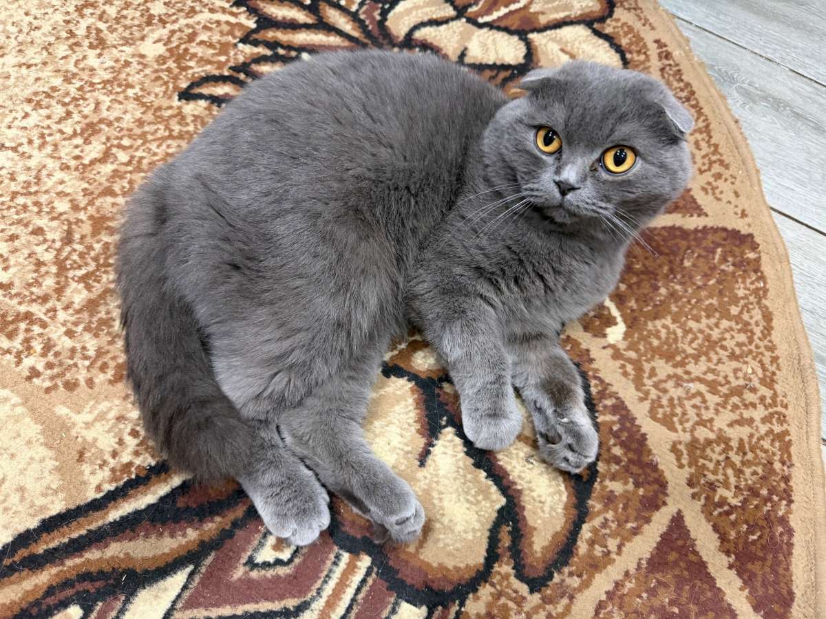 Отдам вислоухого кота в добрые руки Был найден скорее всего потерялся пришёл к