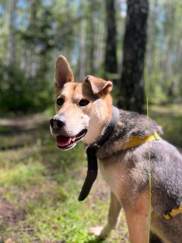 Лизонька собака-душа удивительно тёплая добрая и открытая собака