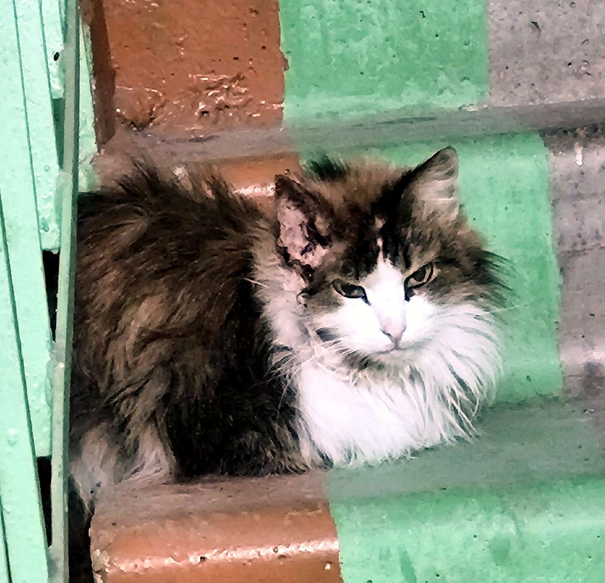 Найдена кошка Я её нашла в подъезде и принесла ветеринару Кровит ушко это