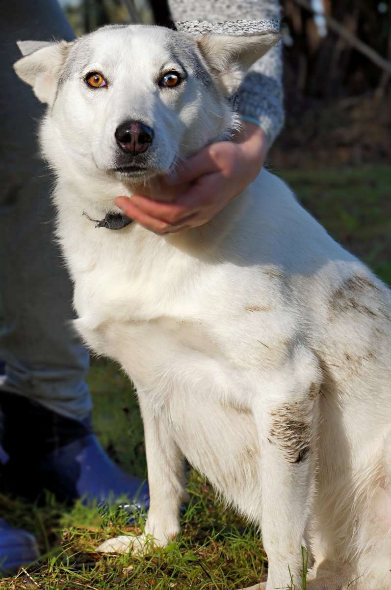 Новосибирск Белла ищет дом на всю жизнь Привет Меня зовут Белла Белочка Мне 3