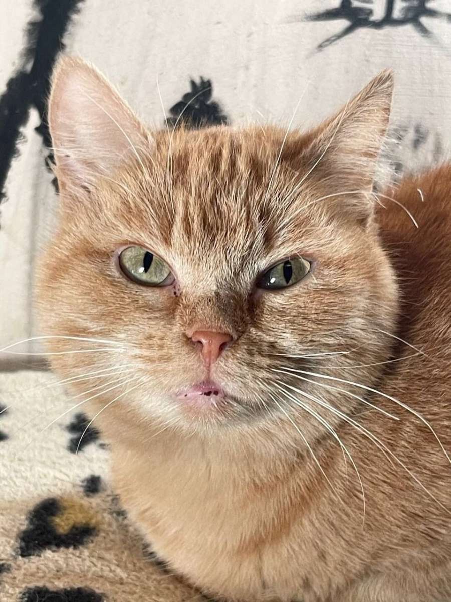 Солнечная Симочка Наша радость наша нежность наша гордость Симу нашли в