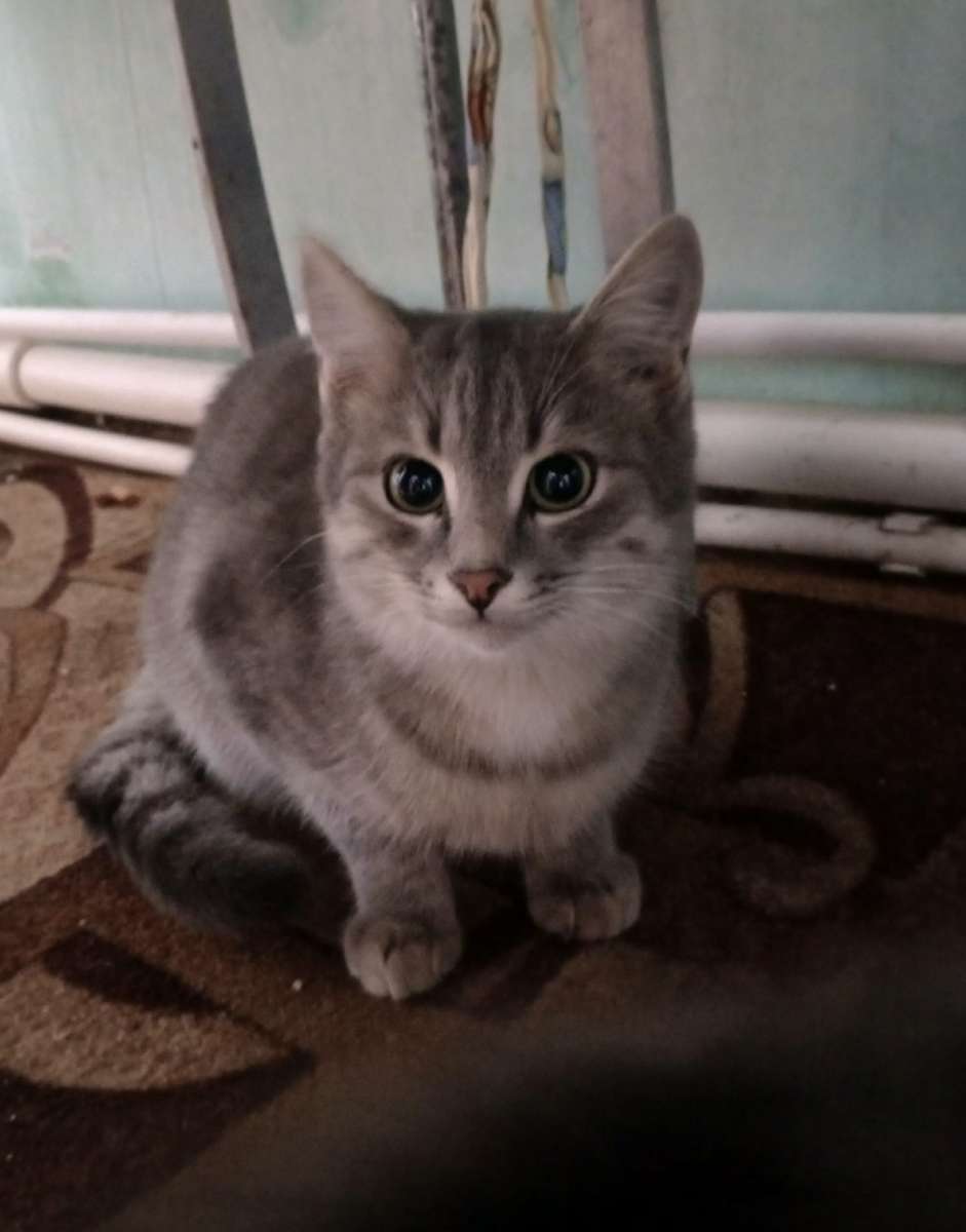 Пропал кот Помогите найти его очень ждут дома Для связи пишите в лс или по