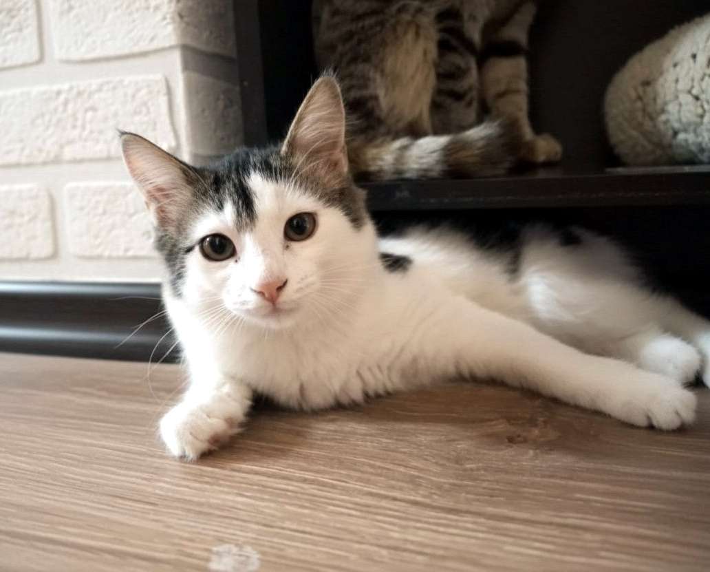 Отдам котёнка-подростка в добрые руки Котёнок мальчик добрый и очень ласковый