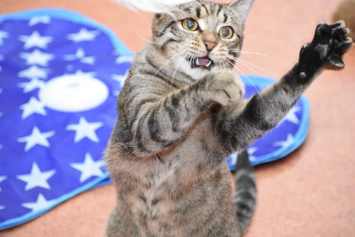 Невероятно обаятельный молодой котишка БОЦМАН в добрые руки Возраст БОЦМАНА 1