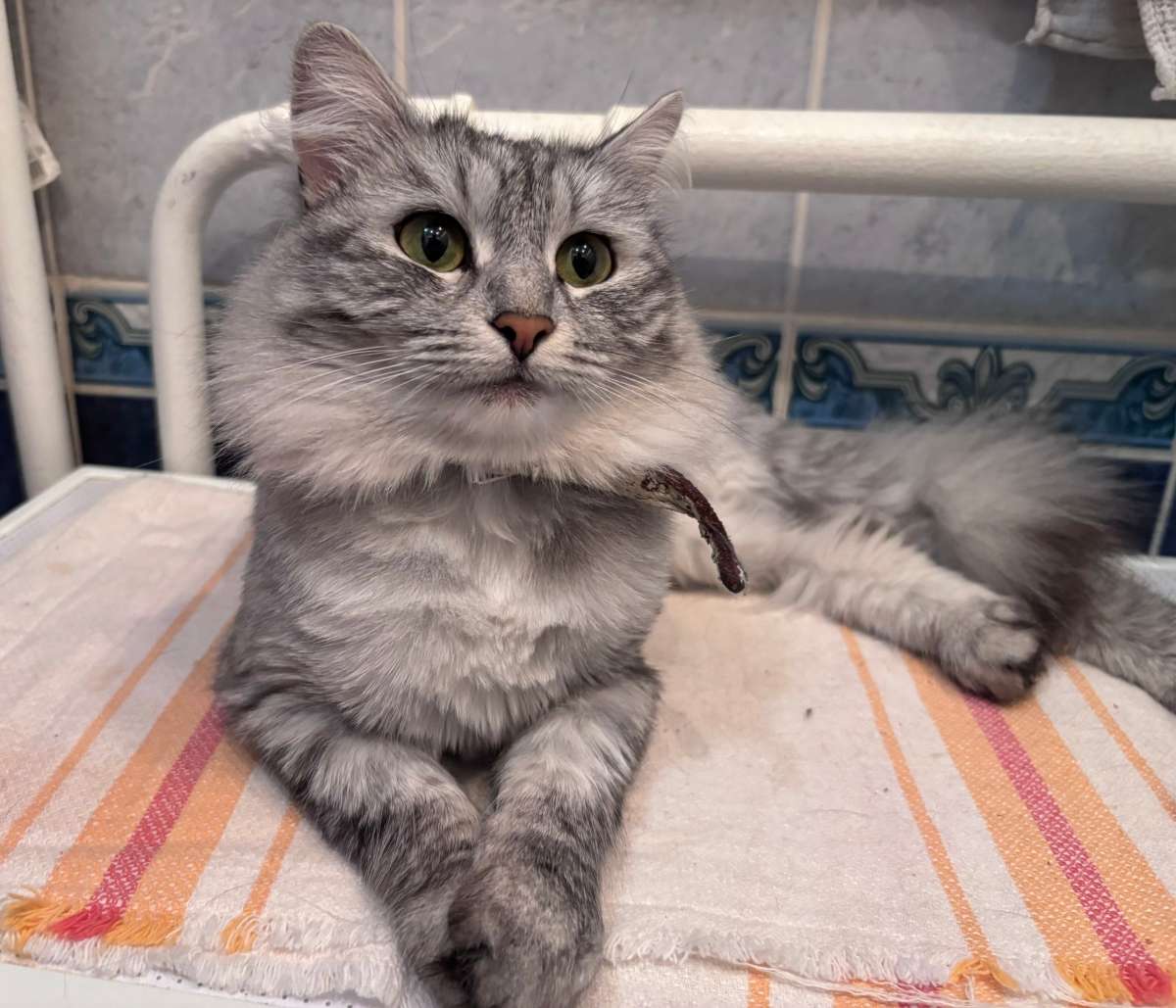 Отдам в добрые руки кошку помесь сибирской породы Кошечка ухоженная красивая