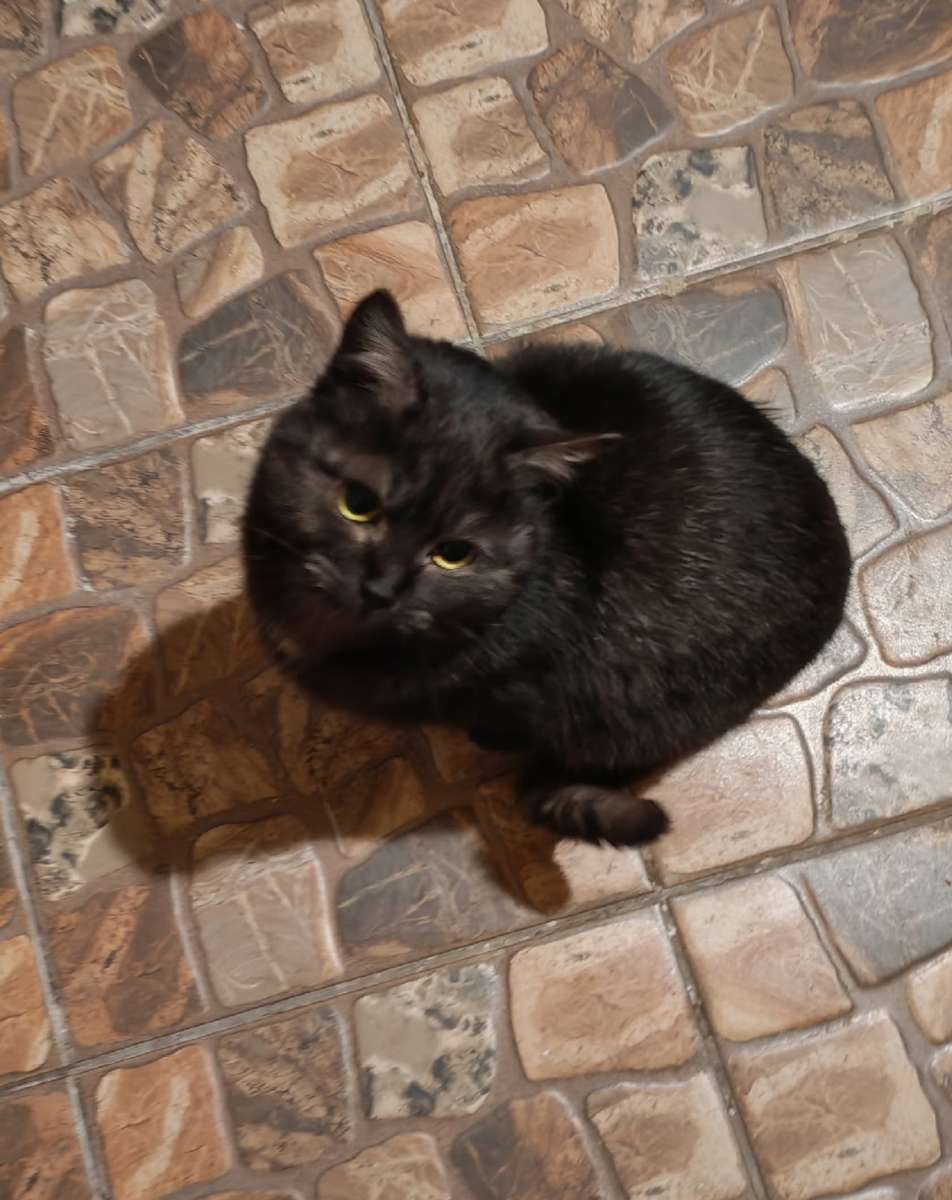 Отдам кота в добрые руки Найден в п Весенний Размещали объявления хозяин так и