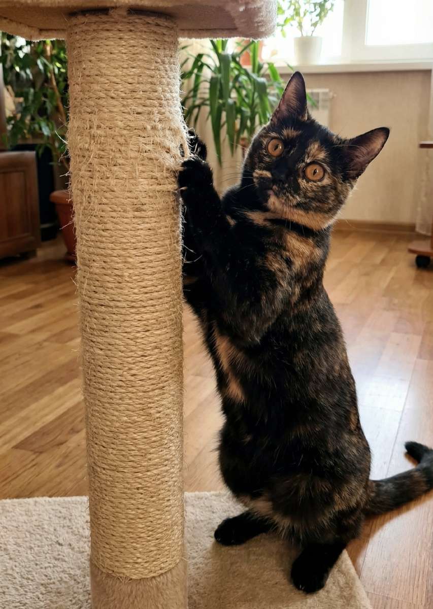 Отдам кошку в добрые руки Ласковая добрая спокойная кошечка возраст 1 год С